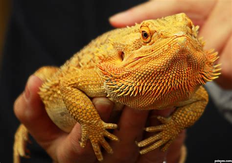 20+ Different Types of Bearded Dragons with Colors, Species and ...