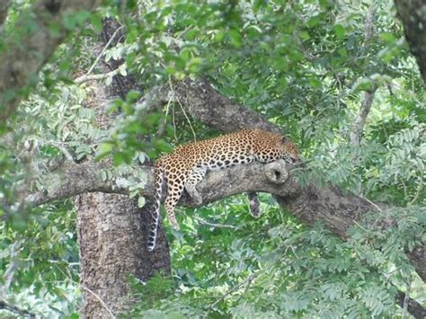 WILD LIFE RESORTS (Tholpetty) - Hotel Reviews & Photos - Tripadvisor