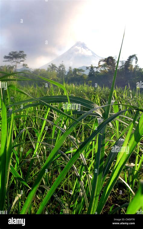 Merapi Java Volcano 的图像结果