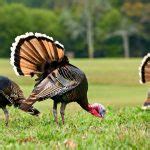 NC Turkey Season 2025 New Dates & Rules