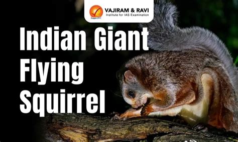 Indian Giant Flying Squirrel, Habitat, Conservation Status, Latest News
