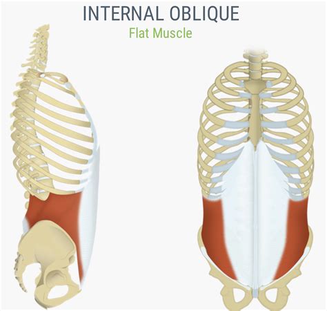 9.5: Axial Muscles of the Abdominal Wall and Thorax - Medicine LibreTexts