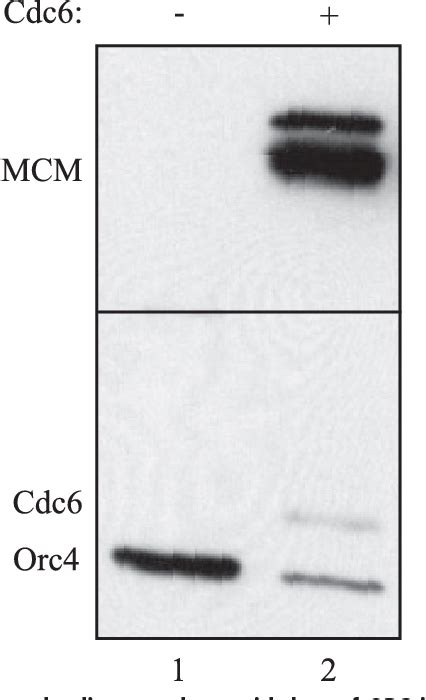 Image result for Pre-Replication Complex