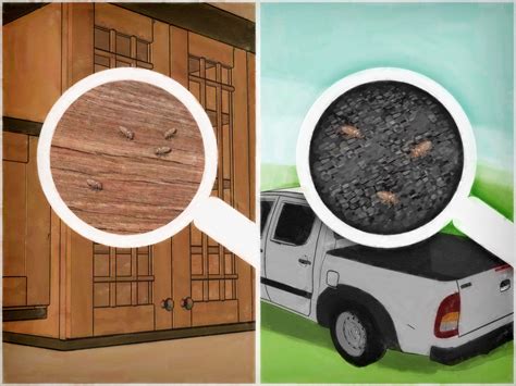 Killing Bed Bugs On Ceiling | Shelly Lighting