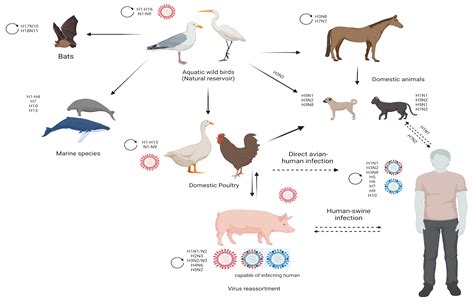 Avian Influenza Virus Tropism in Humans