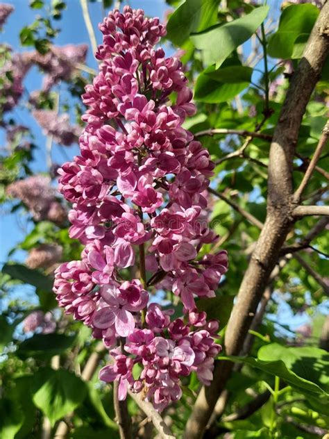 Spring Flowering 的图像结果