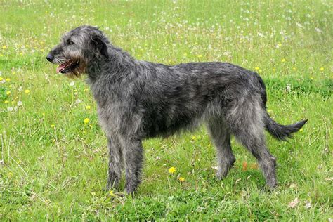 The Top 4 Irish Wolfhound Breeders In The U.S.