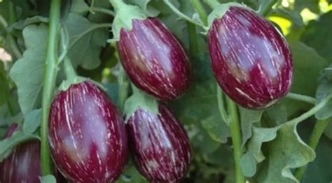 Brinjal (Eggplant) Cultivation and Uses...!!! - Smart Locus
