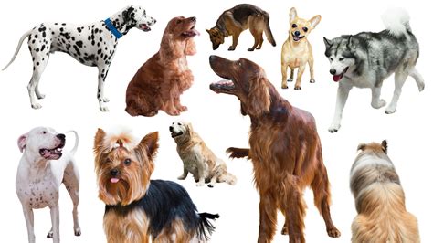 Dog Breeds: The 10 Groups Selected By The FCI - Fancy Paws