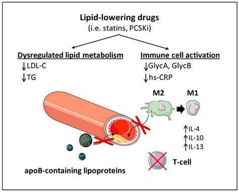 Targeting Atherosclerosis: Cholesterol-Lowering Therapies with a New ...