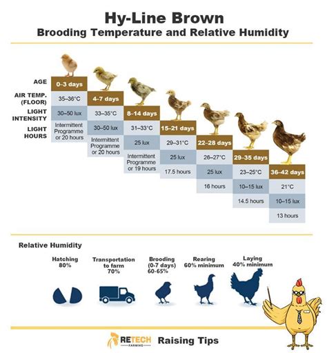 Image result for Brooder Temperature Chart