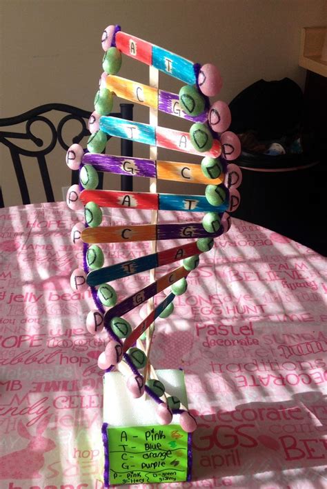 Image result for How to Make DNA Model Using Clay