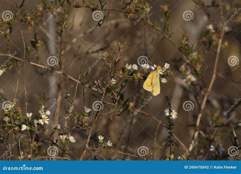 Yellow Sulfur Butterfly on White Wildflowers in Autumn Stock Photo - Image of wildflowers ...