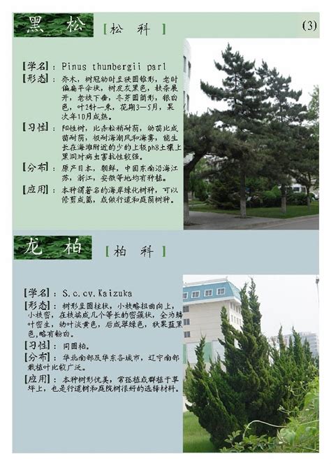 植树节 | 看看中国人最爱的10种树木，包含10种吉祥寓意|植树节|寓意|吉祥_新浪新闻