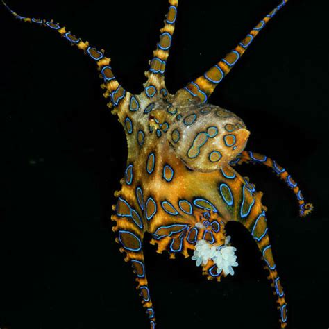 Image result for Blue-Ringed Octopus Poison