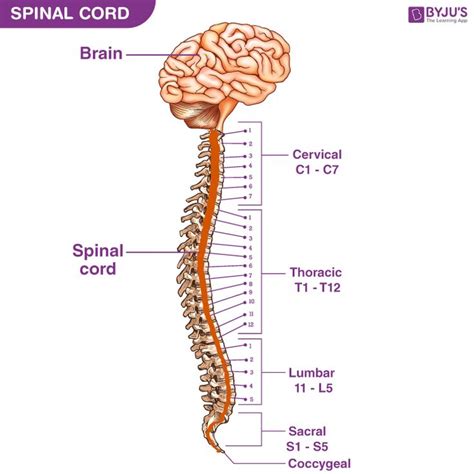 Image result for Spinal Cord Structure and Function