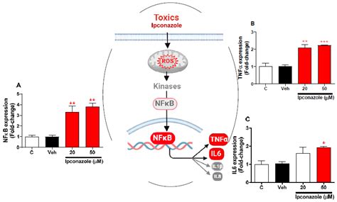 Ipconazole Induces Oxidative Stress, Cell Death, and Proinflammation in ...