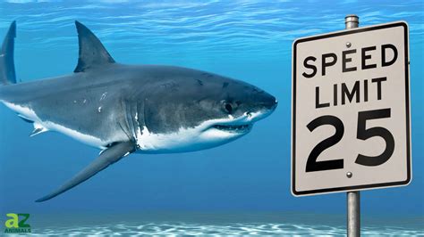 Are Sharks Fast Swimmers: Speed Secrets Revealed