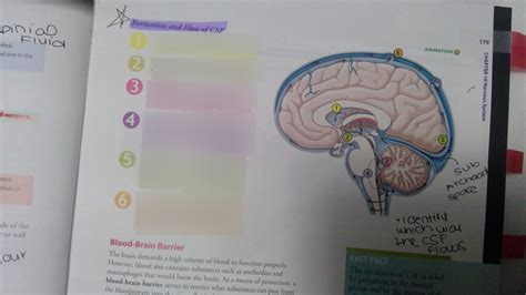 CSF Flow Chart 的图像结果