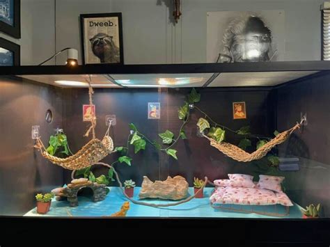 50 Best Bearded Dragon Enclosure Ideas - ThePetEnthusiast