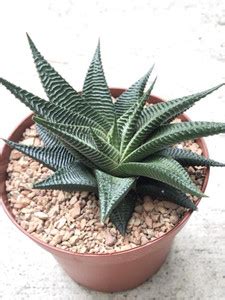 Indiana Herbalife Howarthia Zebra Plant Price in India - Buy Indiana ...