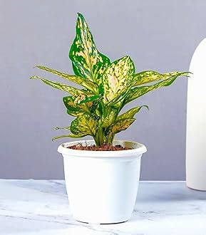 Amazon.in: Nurturing Green: Live Plants
