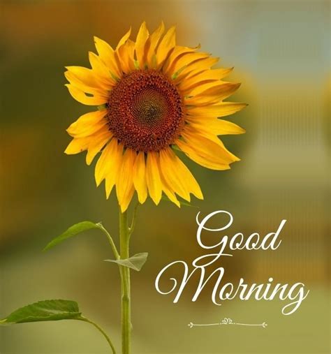40+ Good Morning Sunflower Images - Good Morning Wishes