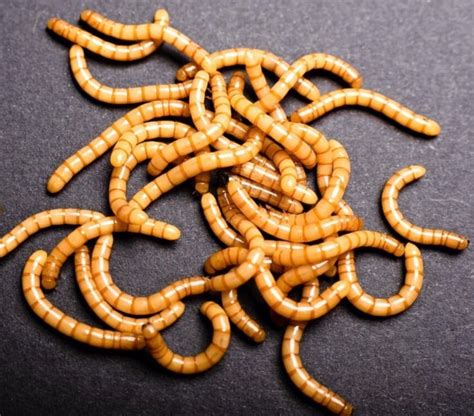 ARE MEALWORMS HEALTHY FOR HUMANS?