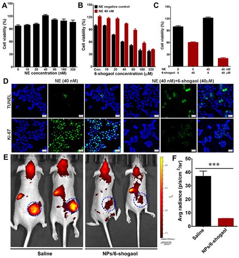 Albumin Nanoparticles Harness Activated Neutrophils to Cross Vascular ...
