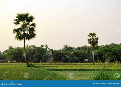Bangladesh is a Paradise of Natural Beauty. Palm Tree Stands on One Leg in the Middle of a Huge ...
