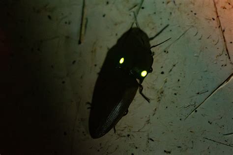 Image result for Alga API