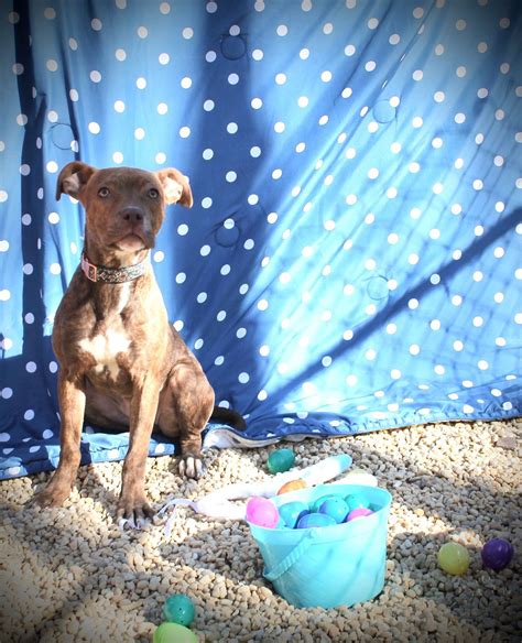 Waiting on a friend animal rescue bowling fundraiser , Morrisville ...