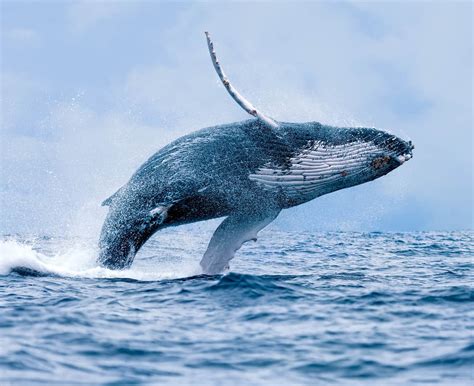 Can Whales Actually Eat and Swallow Humans? 3 Facts and 3 Myths - A-Z ...