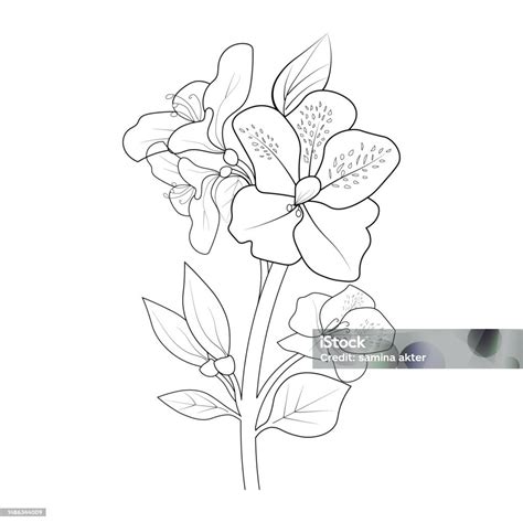 Outline Azalea Drawing Botanical Azalea Drawing The National Flower Of ...