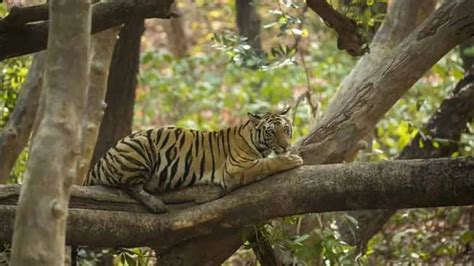Column: NTCA Can’t Be Faulted For Suspending The Tiger Project