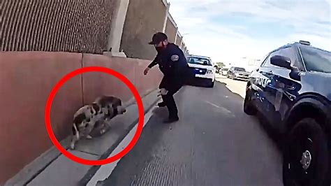 Runaway pig on the loose leads to wild police chase on New Mexico ...
