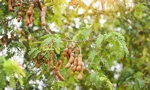 Mr Plant nurseryAll Time Sweet Tamarind Misti Tentul Sweet Tetul ...