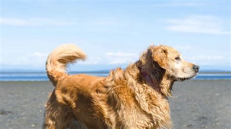 Florida Beaches That Allow Dogs - Top 10 Places To Take Your Furry Best ...