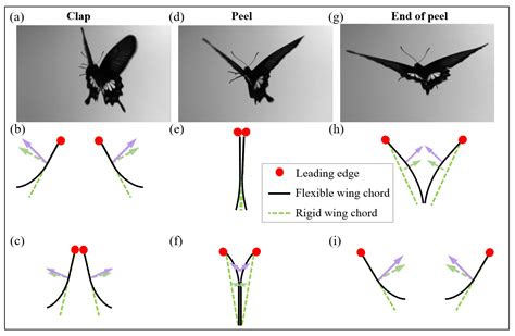 Development of a Novel Tailless X-Type Flapping-Wing Micro Air Vehicle ...