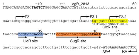 The ldhA Gene Encoding Fermentative l-Lactate Dehydrogenase in ...