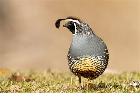 California Quail — Eastside Audubon Society