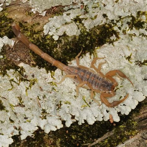 Effective Pest Control for Texas Bark Scorpions | Expert Solutions