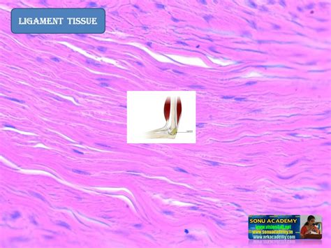 SONU ACADEMY: CONNECTIVE TISSUE-TEXT