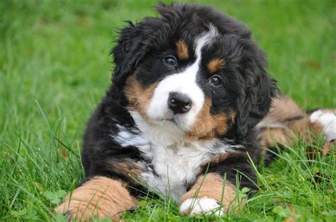 Bernese Mountain Dog Size Chart