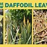 Image result for Yellow Daffodil Bulbs