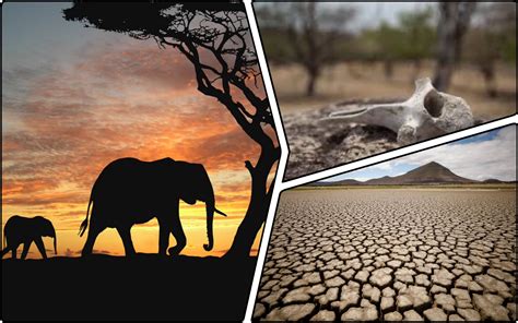 In Africa, drought due to climate change has caused a mass migration of elephants - climate news ...