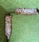 Image result for Cute Animals Bunnies