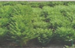 Indian Institute of Pulses Research