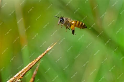 Image result for Free-Flying Bee Video Clips