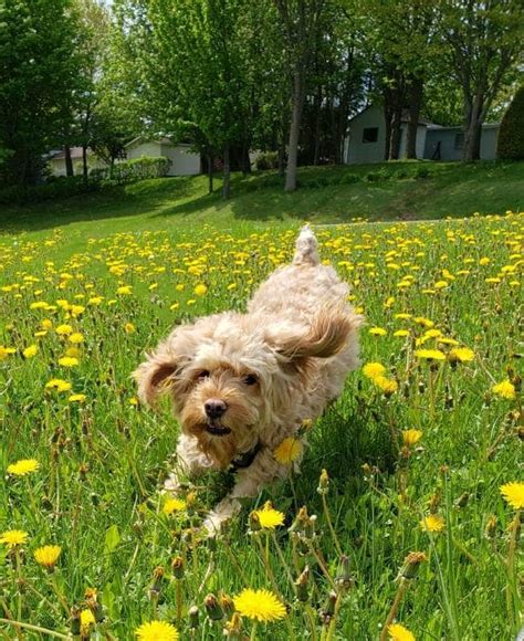 Image result for Petplan Cockapoo